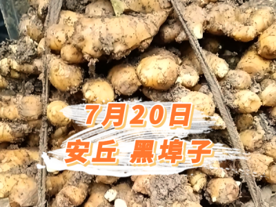 7月20日 安丘黑埠子价格行情 ()