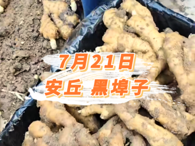 7月21日 安丘黑埠子价格行情 ()