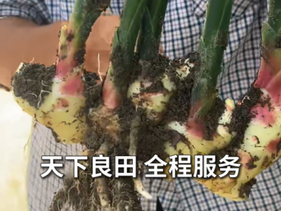 好肥深耕姜田，品质不负信赖 ，感恩姜友厚爱天下良田 ()