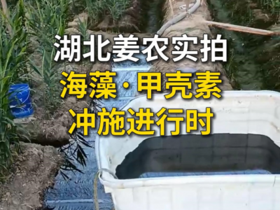湖北姜农实拍，海藻·甲壳素冲施进行时 ()