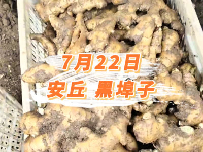 7月22日 安丘黑埠子价格行情 ()