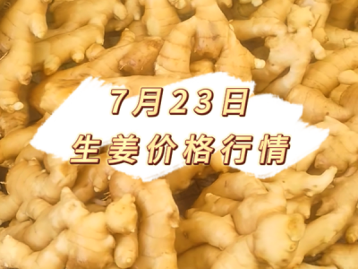 7月23日 生姜价格行情 ()