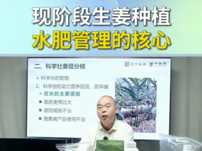 现阶段生姜种植水肥管理的核心 ()