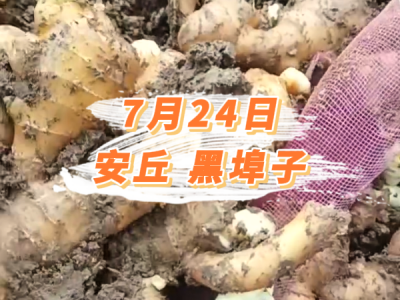 7月24日 安丘黑埠子价格行情 ()