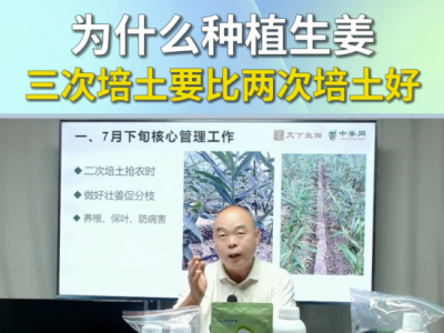 为什么种植生姜三次培土要比两次培土好？ ()