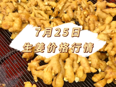 7月25日 生姜价格行情
