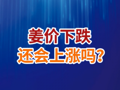 老石说姜：姜价下跌，还会上涨吗？