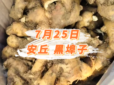 7月25日 安丘黑埠子价格行情