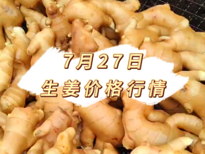 7月27日 生姜价格行情