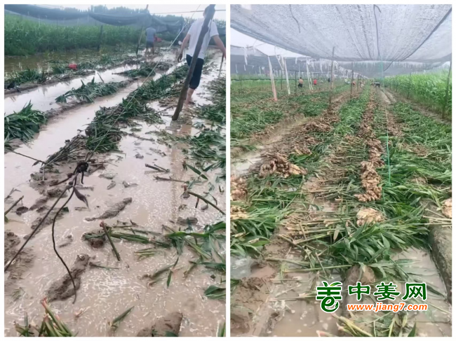 河北唐山雨后姜田