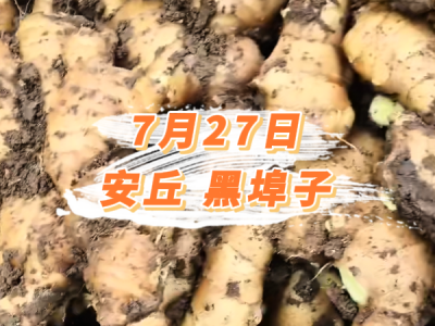 7月27日 安丘黑埠子价格行情