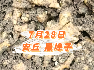 7月28日 安丘黑埠子价格行情 ()