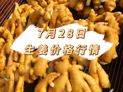 7月28日 生姜价格行情 ()