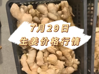 7月29日 生姜价格行情 ()