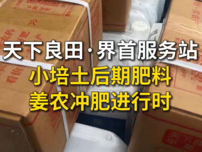 天下良田·界首服务站小培土后期肥料姜农冲肥进行时 ()