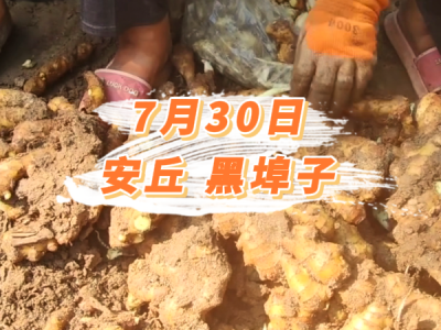 7月30日 安丘黑埠子价格行情 ()