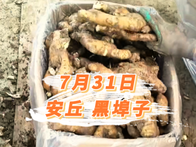 7月31日 安丘黑埠子价格行情 ()