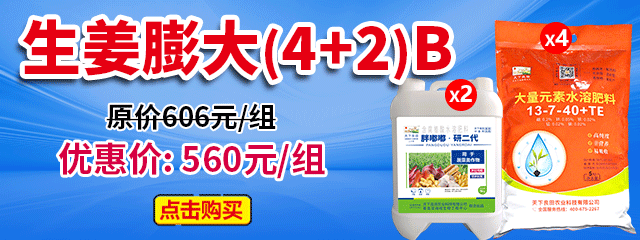 生姜膨大(4+2)B