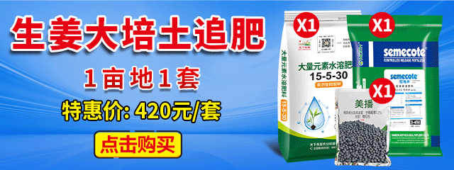 生姜大培土追肥