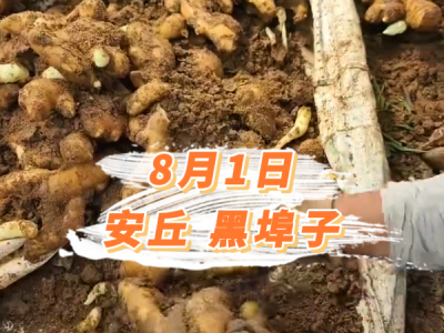 8月1日 安丘黑埠子价格行情 ()