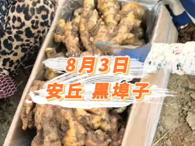 8月3日 安丘黑埠子价格行情 ()