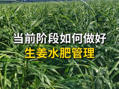 当前阶段如何做好生姜水肥管理？ ()