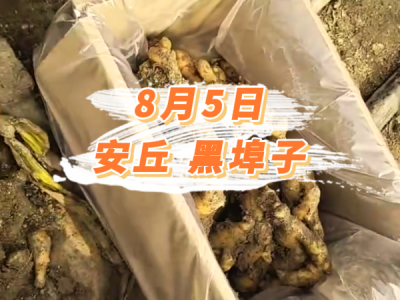 8月5日 安丘黑埠子价格行情 ()