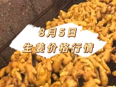 8月5日 生姜价格行情 ()