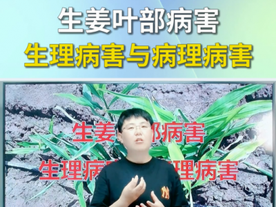 生姜叶部病害--生理病害与病理病害 ()