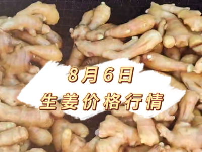 8月6日 生姜价格行情 ()
