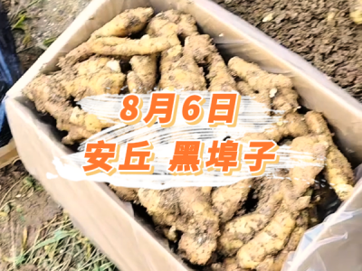 8月6日 安丘黑埠子价格行情 ()