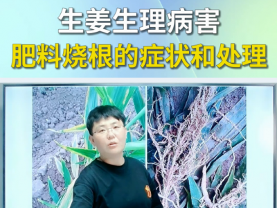 生姜生理病害--肥料烧根的症状和处理 ()