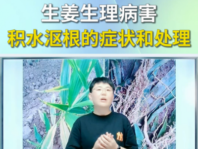 生姜生理病害--积水沤根的症状和处理 ()