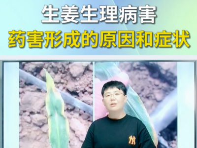 生姜生理病害--药害形成的原因和症状 ()