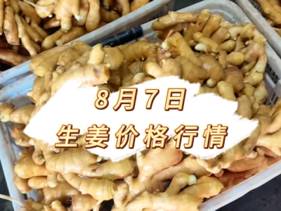 8月7日 生姜价格行情 ()