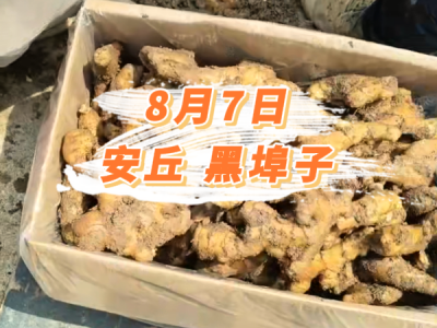 8月7日 安丘黑埠子价格行情 ()