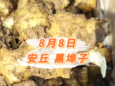 8月8日 安丘黑埠子价格行情 ()