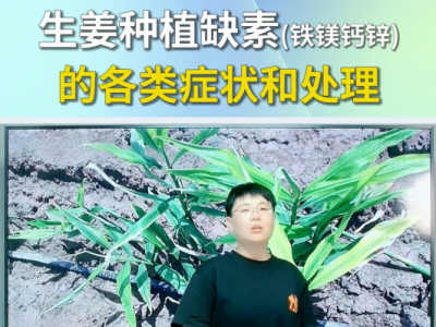 生姜种植缺素(铁镁钙锌)的各类症状和处理 ()