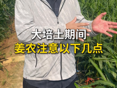 大培土期间姜农注意以下几点 ()