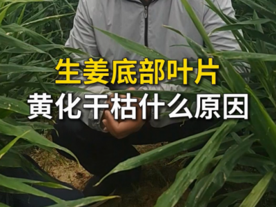 生姜底部叶片黄化干枯什么原因？ ()