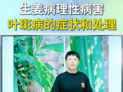 生姜病理性病害叶斑病的症状和处理 ()