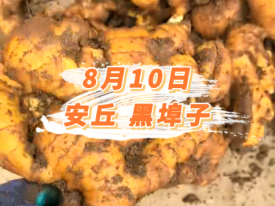 8月10日 安丘黑埠子价格行情 ()