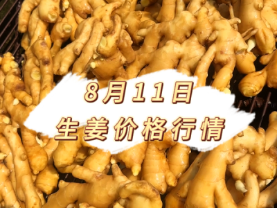 8月11日 生姜价格行情 ()
