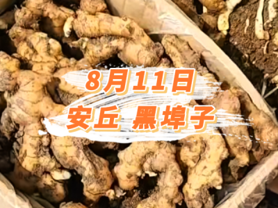 8月11日 安丘黑埠子价格行情 ()