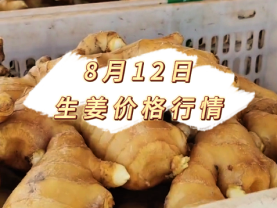 8月12日 生姜价格行情 ()