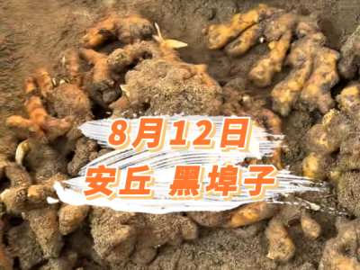 8月12日 安丘黑埠子价格行情 ()