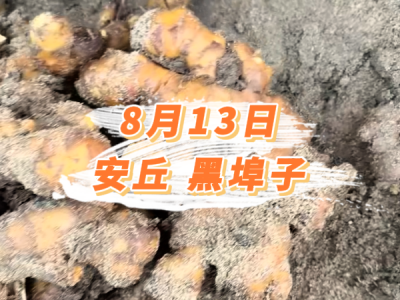 8月13日 安丘黑埠子价格行情 ()