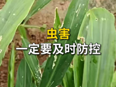 虫害一定要及时防控 ()