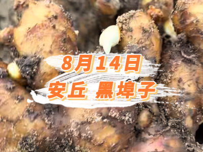 8月14日 安丘黑埠子价格行情 ()