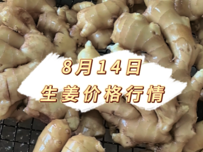8月14日 生姜价格行情 ()